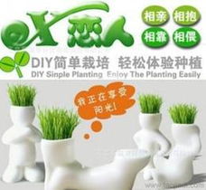 長草娃娃植物供應(yīng)與批發(fā)指南 價格、采購渠道及谷類作物應(yīng)用